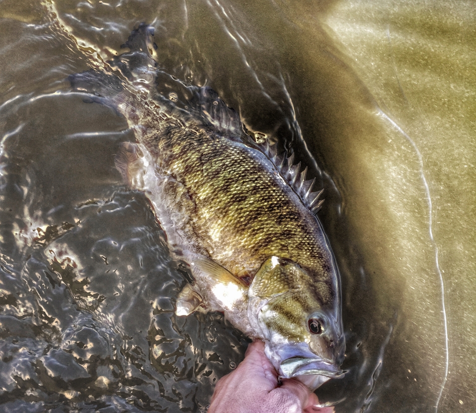 Releasing a chunky pre-spawn Smallmouth Bass.